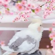 ミッキーの画像