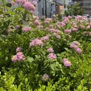Rieの画像