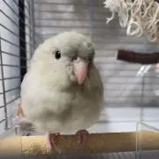 あーちゃん