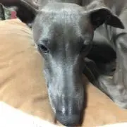 タイティーですの画像