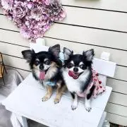 チワワママ