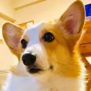 こじゅごん