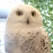 みるくの画像