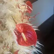 サナの画像