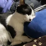 ねこの画像