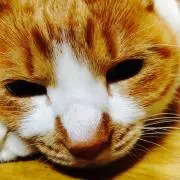 キャットルルの画像