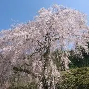 ブロッサムの画像