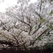 なっちゃんの画像