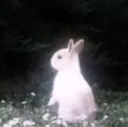 avxlzの画像