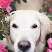 SWeet Candyの画像