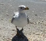 サニベル