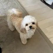 りょーこの画像