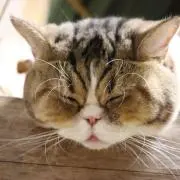 ぱちぇ