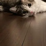 カメさんの画像