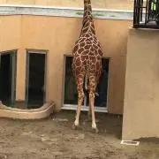 ぽこ