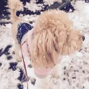 さくらんぼの画像