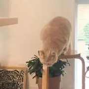 さと
