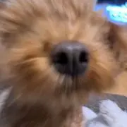 gdiの画像