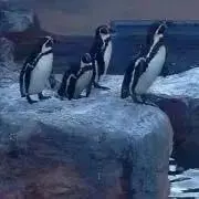 ペンギン