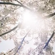 liluの画像