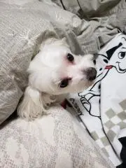 小太郎の画像