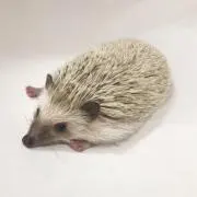 利神 優