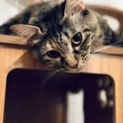 ねむろうの画像