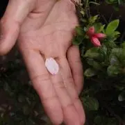 ♡の画像