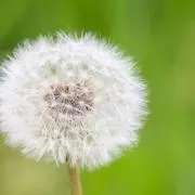 わたげの画像