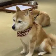 Poohの画像