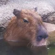 カピバラさんの画像