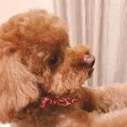 おこめちゃん٩( ᐛ )وの画像