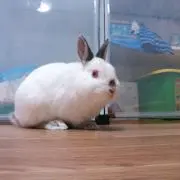 ゆきえっぺ