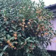 きんもくせい
