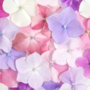 Irisの画像