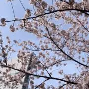 sboxの画像