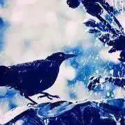 毒烏