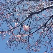 梅の画像