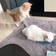 りゅん