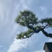 ZOKA BONSAI WORKSの画像