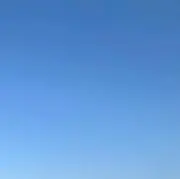たまの画像