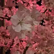 さえの画像