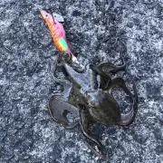 アリミノの画像
