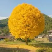 Black Cherryの画像