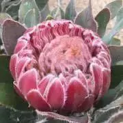 dixhuit_8の画像