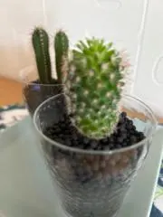 サボールの画像