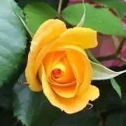 roseの画像