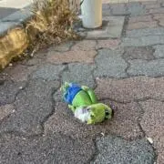 やぐちの画像