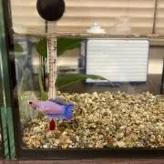清水ピカルの画像