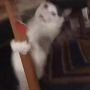 きゃすぱりーぐ
